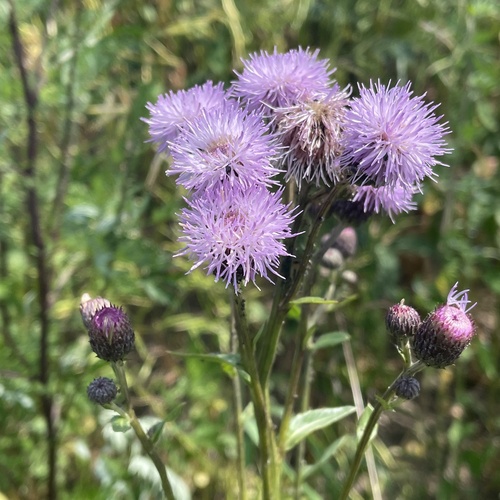 creeping thistle