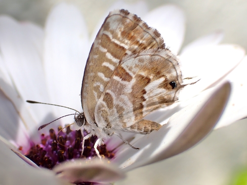 Common Geranium-bronze