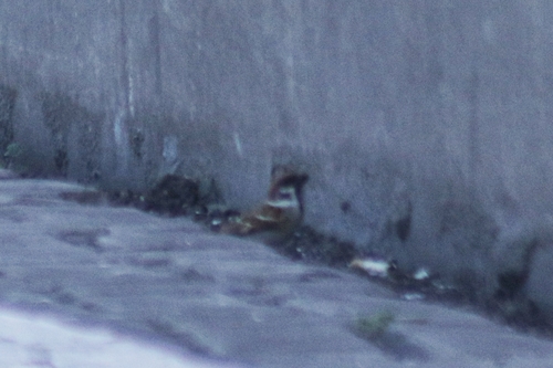 Eurasian Tree Sparrow