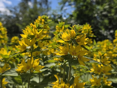 Dotted Loosestrife