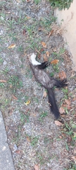 Stone Marten