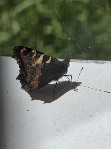 Small Tortoiseshell