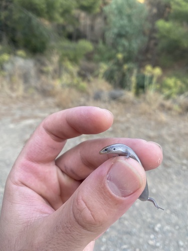 Bedriaga's Skink