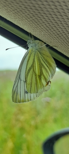 Green-veined White