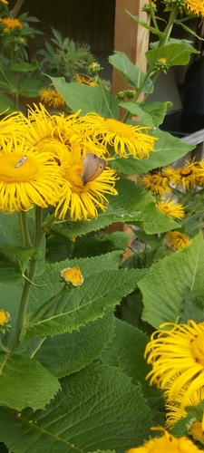 Meadow Brown
