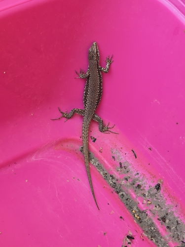 Common Wall Lizard
