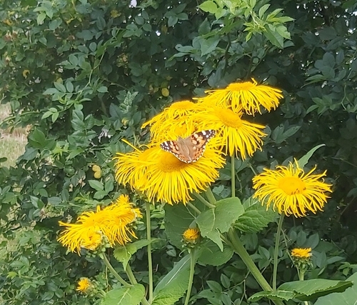 Painted Lady