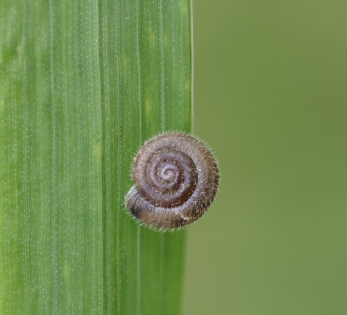 Hairy Snail