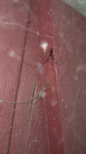 Long-bodied Cellar Spider