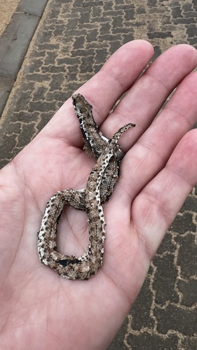 Dwarf Beaked Snake