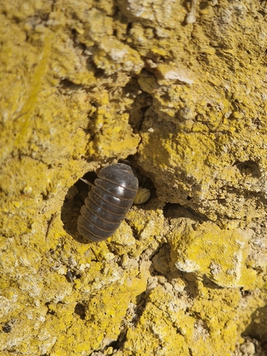 Armadillo officinalis