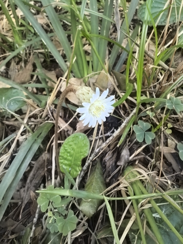 Forest Gerbera