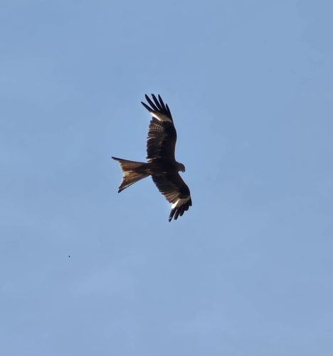 Red Kite