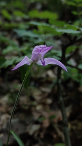 Red Helleborine