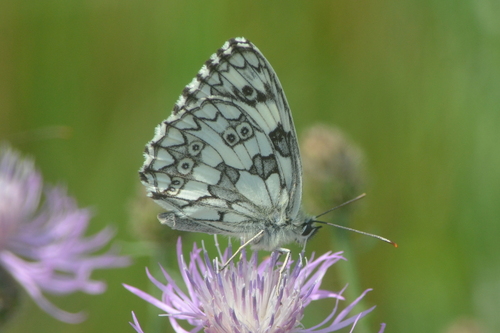 Marbled White