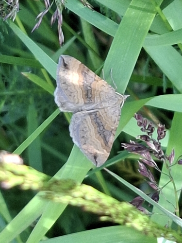 Shaded Broad-bar