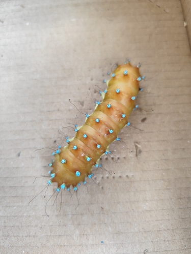 Giant Peacock Moth