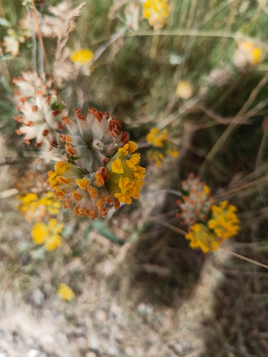 Common Kidney-Vetch