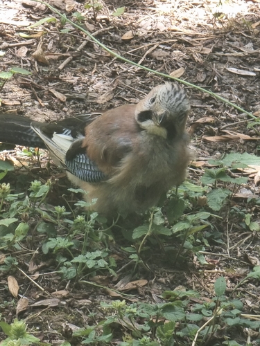 Eurasian Jay