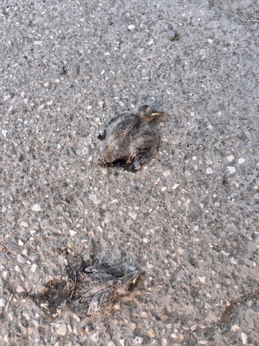 Eurasian Crag-Martin