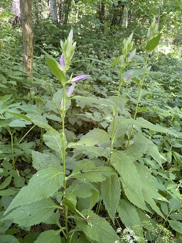 Giant Bellflower