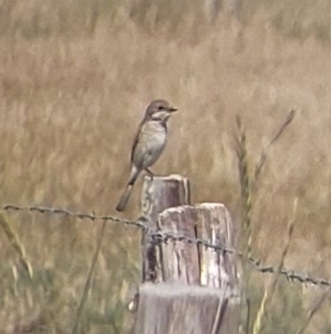 Red-backed Shrike