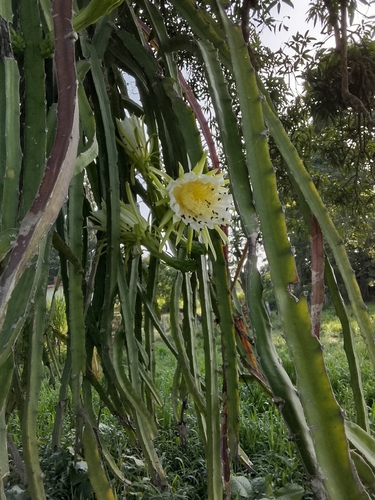 Hylocereus escuintlensis