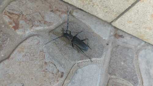 Capricorn beetle