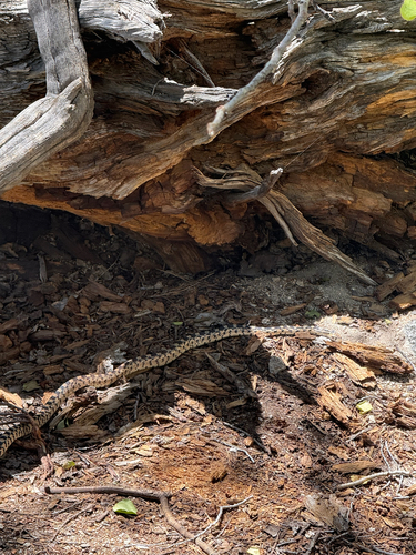 iNaturalist observation photo of Gopher Snake