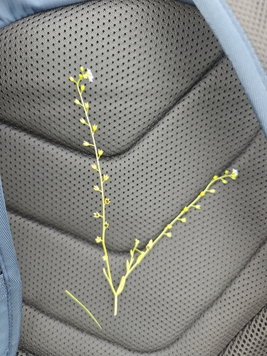 bay forget-me-not
