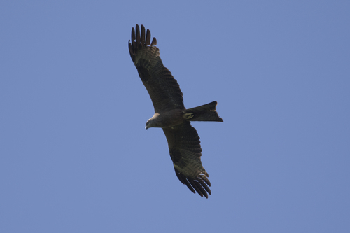 Black Kite