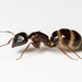 Camponotus jaliensis - Photo (c) Konstantinos Kalaentzis, todos los derechos reservados, subido por Konstantinos Kalaentzis