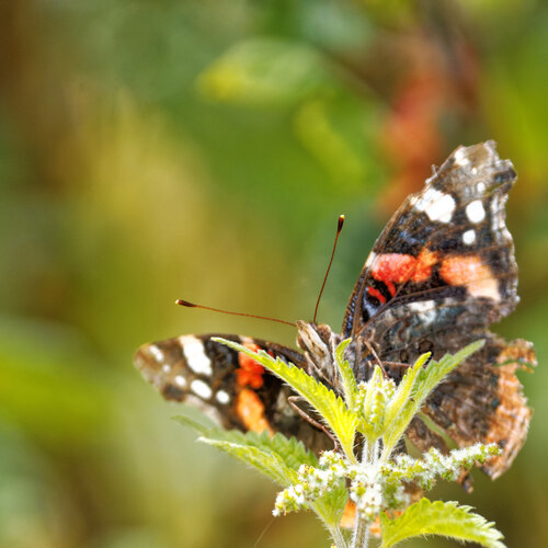 Red Admiral