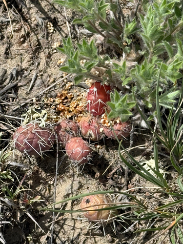 Brittle Pricklypear
