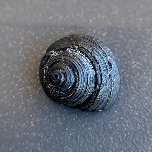 Gibbula philberti