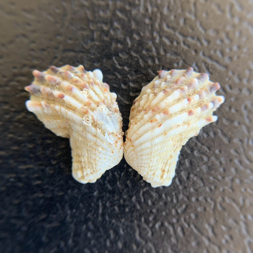 Cardita calyculata
