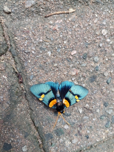 African Peach Moth