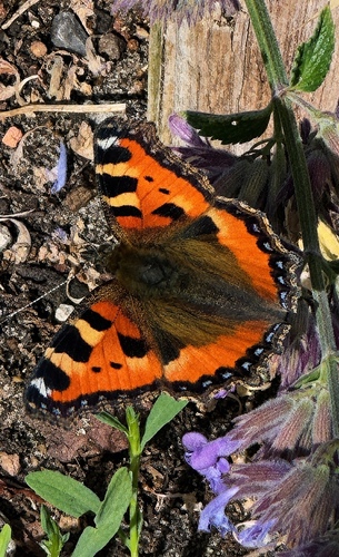 Small Tortoiseshell