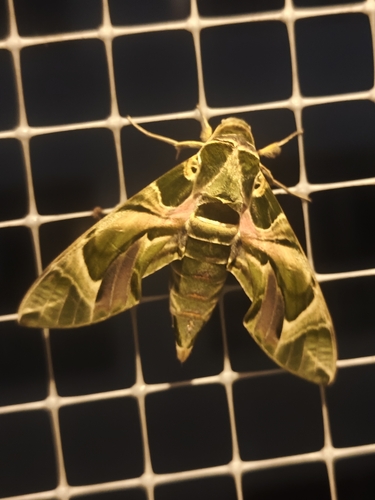 Oleander Hawkmoth