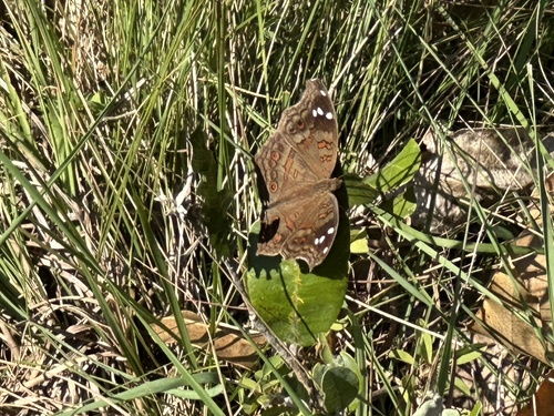 Spotted Brown Pansy