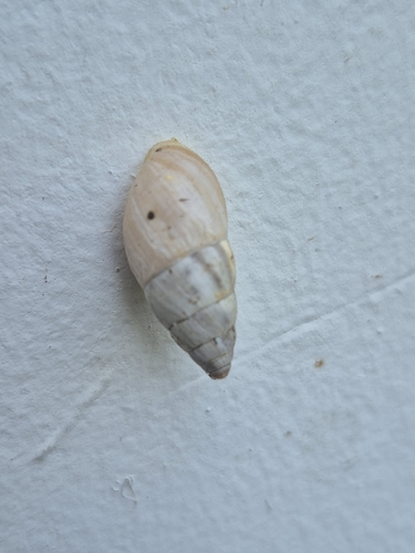 Zebra Snail