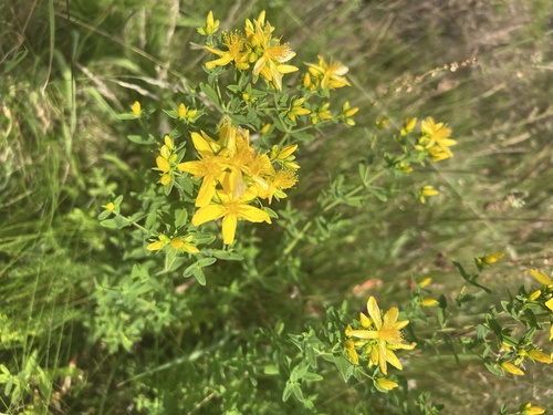 Common St. John's Wort