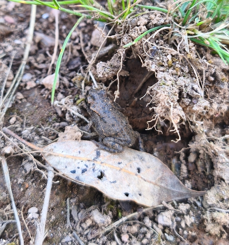 Balearic Green Toad