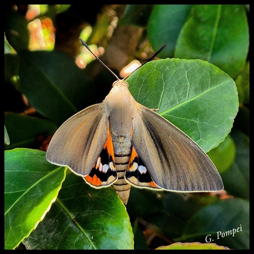 Palm Moth