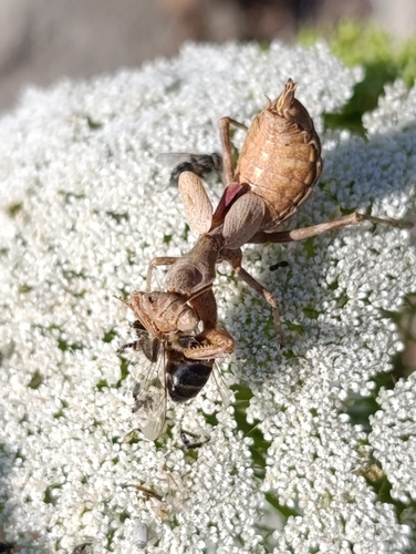 European Dwarf Mantis