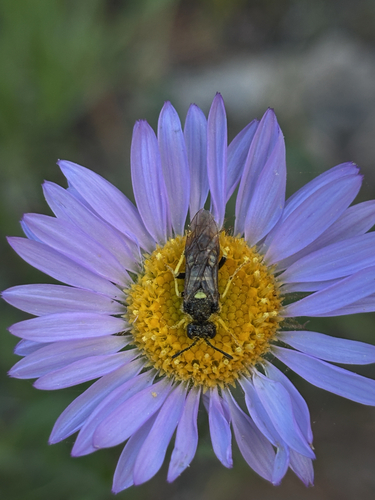 iNaturalist observation photo of Ants, Bees, Wasps, and Sawflies