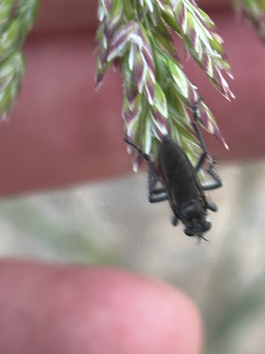 iNaturalist observation photo of Brachyceran Flies
