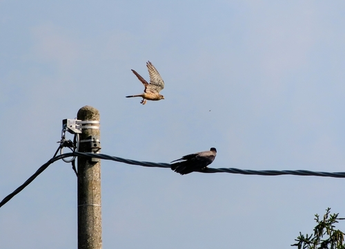 Eurasian Kestrel