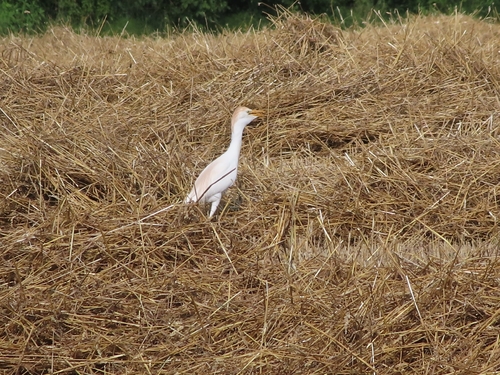 Western Cattle-Egret