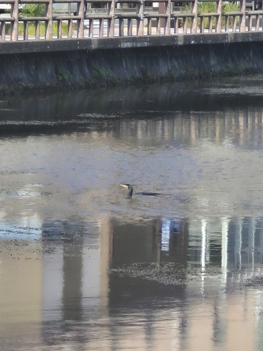 Great Cormorant